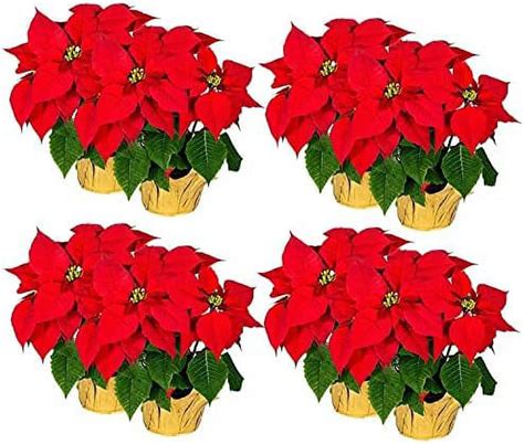 Carton Of 8 Artificial Silk Poinsettia Plants 17 Tall X 15