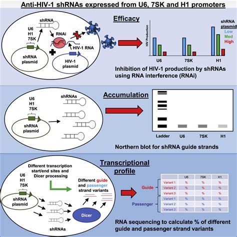 Efficacy Accumulation And Transcriptional Profile Of Anti HIV ShRNAs