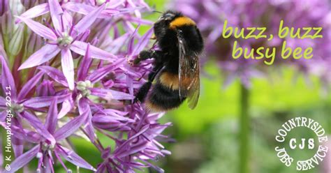 Buzz Buzz Busy Bee Dont You Know Its Worldbeeday