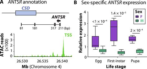 Lncrna Gene Antsr Coordinates Complementary Sex Determination In The