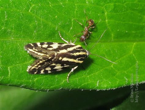 Photo Acontia Trabealis