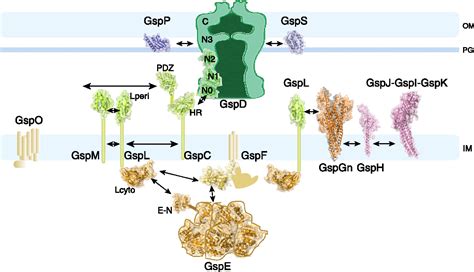 Type Ii Secretion System A Magic Beanstalk Or A Protein Escalator