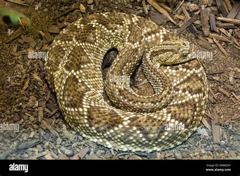 South American Rattlesnake Crotalus Durissus Terrificus Stock Photo