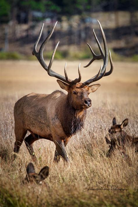 Elk Photography Print Emmanuel Fine Art Photography