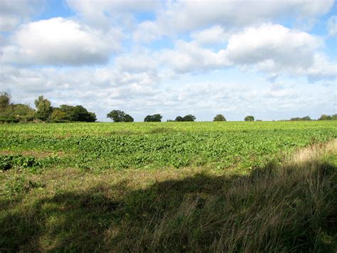 Sugar Beet Crop East Of Flordon Road Evelyn Simak Cc By Sa