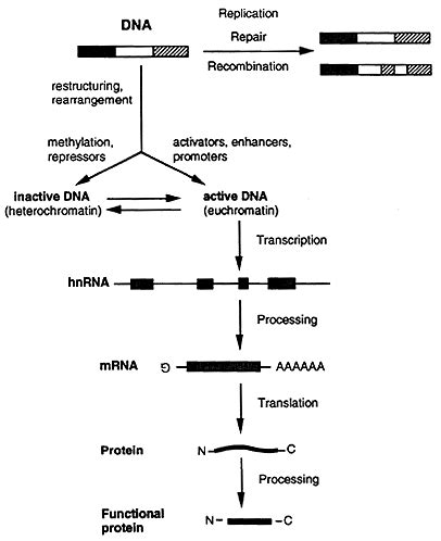 Nucleotides: Composition and Structure