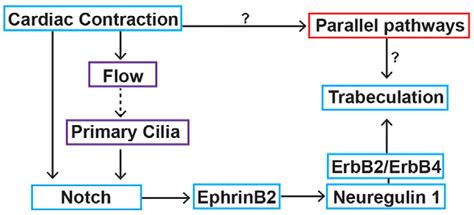 Cardiac Contraction Activates Endocardial Notch Signaling In A Primary