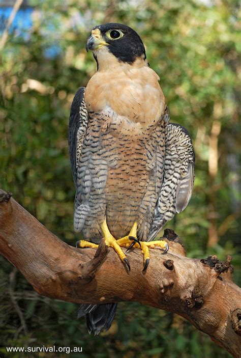 Peregrine Falcon - Falco Peregrinus