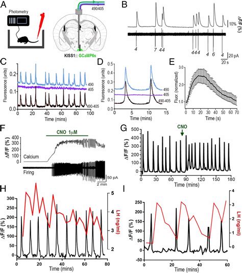 Definition Of The Hypothalamic GnRH Pulse Generator In Mice PNAS