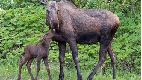 Baby moose put down after Idaho deputies discover hunting arrow in its ...