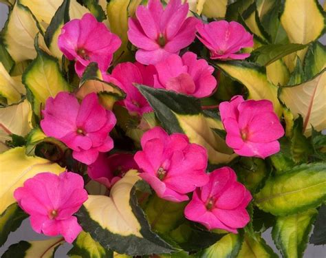 Impatien Sunpatien Jazzy Variegated Hot Pink