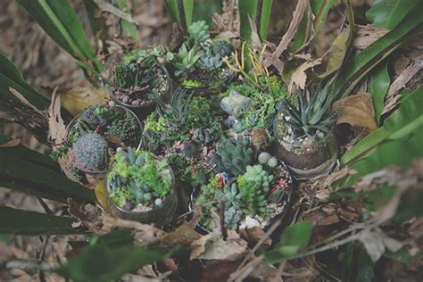 Succulent Terrariums on Behance