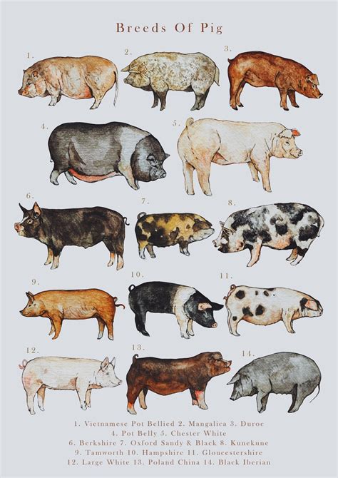 Breeds of Pig Illustration Print - Etsy