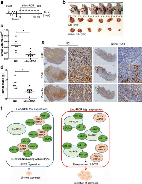 Targeting Linc Ror Represses Tumor Growth And Sox Expression In Escc