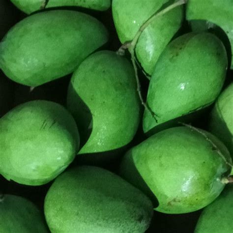 Buah Mangga Cengkir Segar Perkilo Isi 3 4 Buah Lazada Indonesia