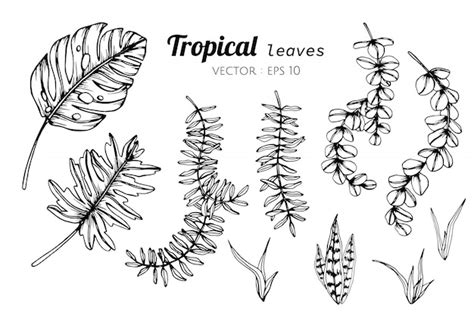 Premium Vector Collection Set Of Tropical Leaves Drawing Illustration