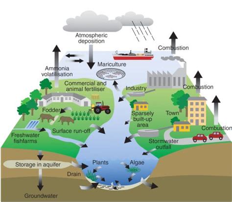 Eutrophication Process