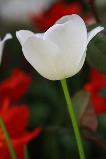 Bunte Tulpe Blume Tulpe Blume Und Grüne Blätter Hintergrund Schöne