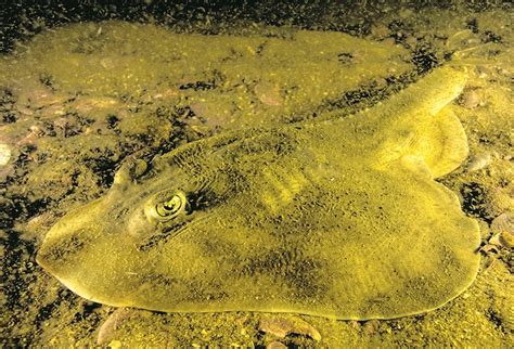 Raias gigantes ameaçadas de extinção vivem na Baía de Guanabara e