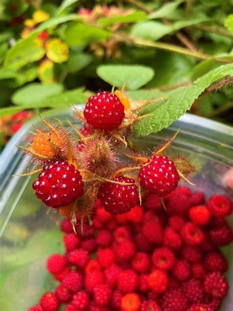 Solve Time To Pick The Berries More Challenging Jigsaw Puzzle Online