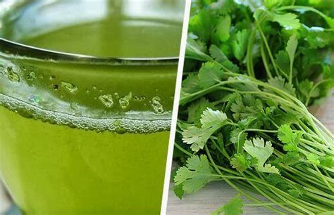 11 Little Known Benefits Of Consuming Cilantro Step To Health