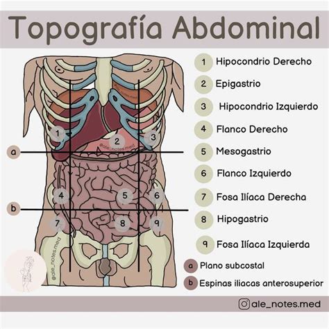 Topografía Abdominal Enfermería uDocz