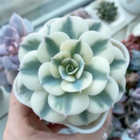 Unique Types Of Succulents Youve Probably Never Heard Of Before