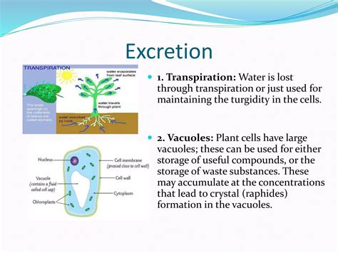 plant excretion pptx