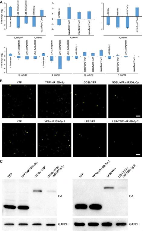 Go Gene Ontology Analysis Biological Process Cellular Component Download Scientific