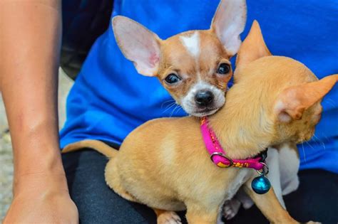 10 Interesting Facts About Chihuahuas