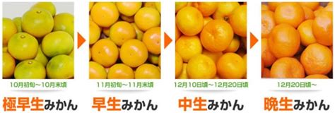 みかん 種類の検索結果 Yahooきっず検索