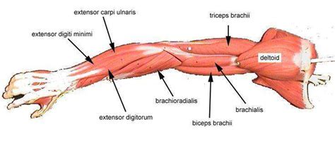 Download Arm Muscles Diagram Workout Pics - best arm and chest workout