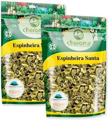 Cha Para Ulcera - Chá de Espinheira Santa: alívio para gastrite e úlcera | Charoma