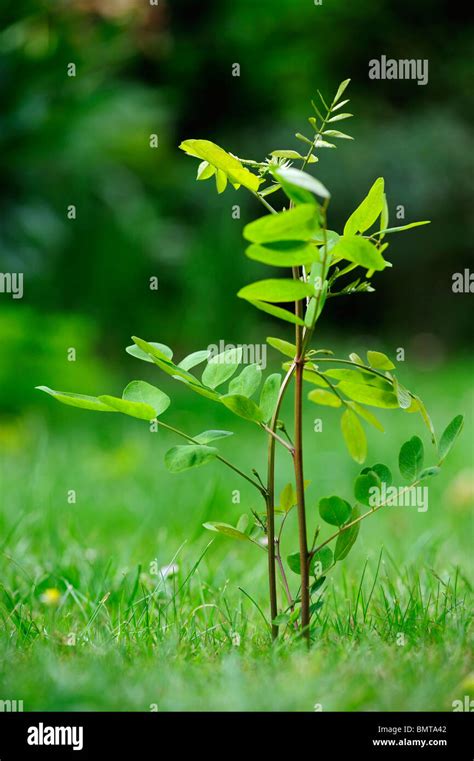 Seedling Of A Black Locust Tree Robinia Pseudoacacia An Invasive