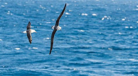 Vagueando Albatroz A Ave Com A Maior Envergadura Das Asas Do Mundo Voa