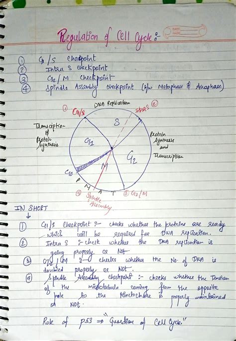 Solution Regulation Of Cell Cycle Checkpoints Handwritten Notes