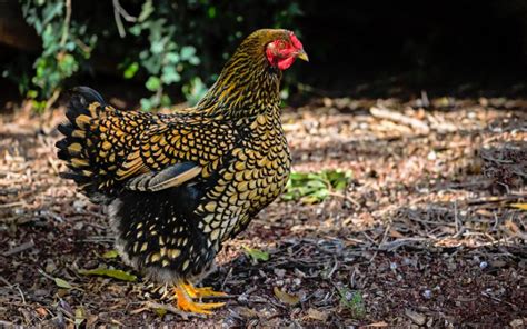 10 Brown Chicken Breeds For Beginners Learnpoultry