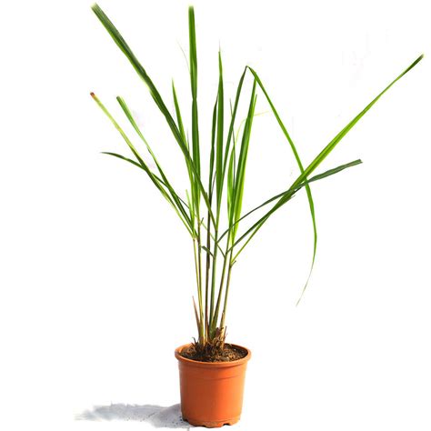 Lemon Grass Cymbopogon Citratus Plant Mybageecha