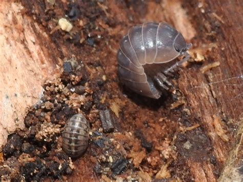 Common Pill Woodlouse From West Meadowbrook Fort Worth TX USA On