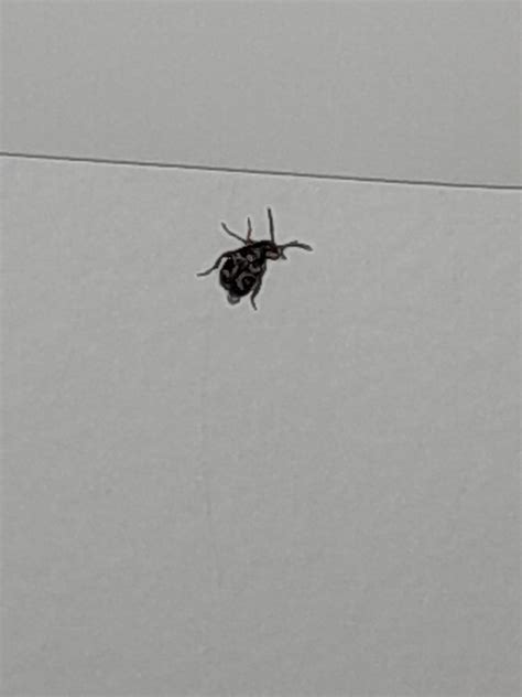 These have been popping up all over I've looked it up best I could and