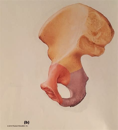 Aandp Lab 2 Exam Part 37 Medial Coxal Bone Diagram Quizlet