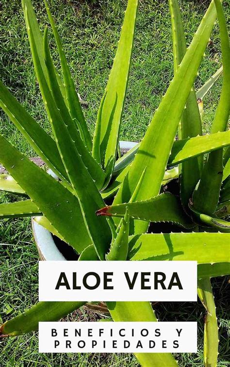 Guía COMPLETA Del ALOE VERA Beneficios Cómo