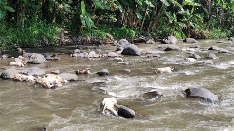 Bangkai Kambing Positif Pmk Dibuang Di Sungai Di Semarang Polisi