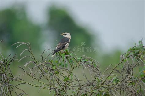 P Jaro Del Estornino De Venus Breasted Que Se Encarama En Rbol Foto De