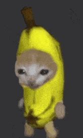 Banana Cat GIF - Banana Cat - Discover & Share GIFs