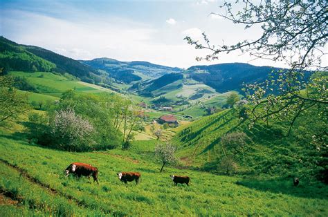 Naturpark Schwarzwald Mitte Nord Urlaubsland Baden W Rttemberg