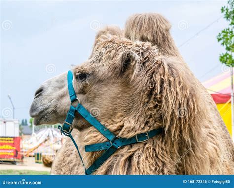 A Two Humped Camel In The City Park Camel Walking In The Park Stock