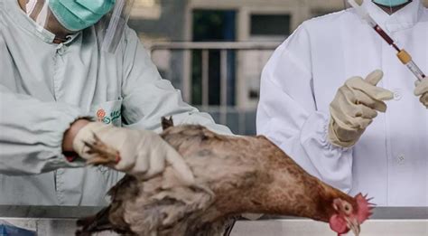 Detectan En Rusia Los Primeros Casos Del Mundo De Gripe Aviar H5n8 En Humanos Diario Contraste