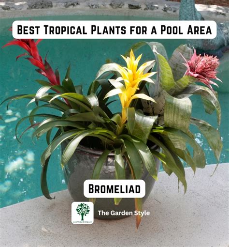 15 of The Best Tropical Plants for a Pool Area - The Garden Style