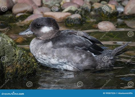 The Female Bufflehead Duck Royalty-Free Stock Image | CartoonDealer.com ...